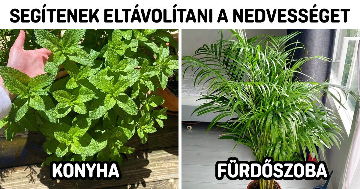 10 növény, ami felszívja a nedvességet és távol tartja a penészt az otthonodtól