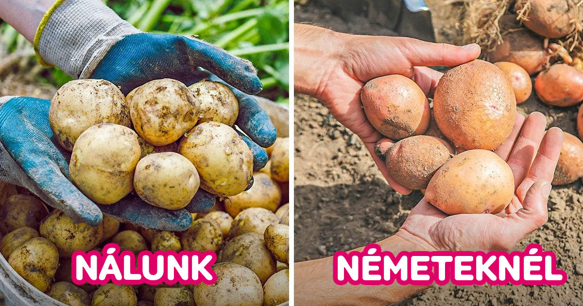 A németek életének 7 vonása, ami láttán csak annyit mondunk: "mi is meg tudnánk szokni ezeket"