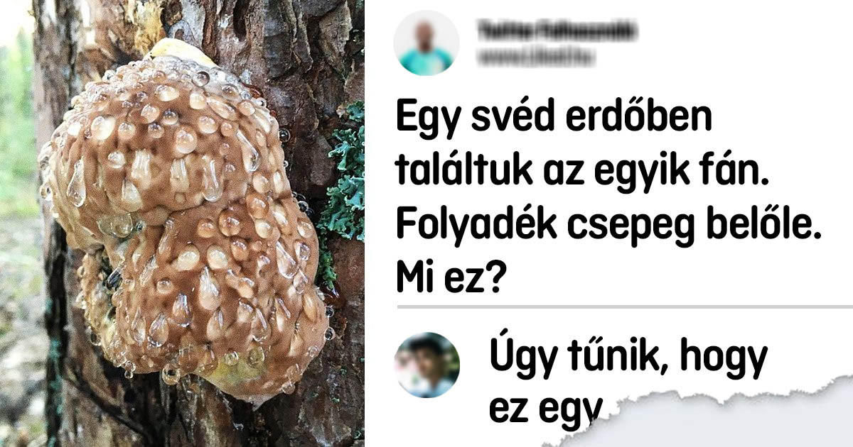 21 titokzatos dolog, amit az emberek találtak, és nem tudnánk, mik ezek, ha nem segítettek volna az internetezők