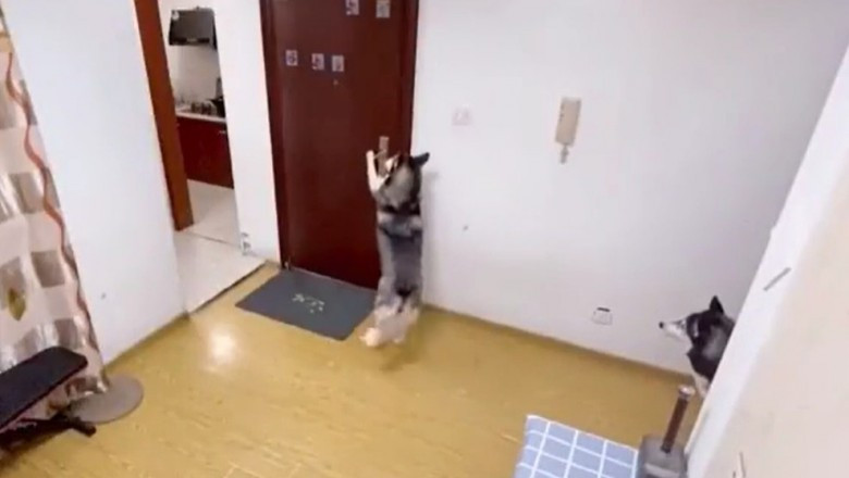 Egy husky vette át a csomagot az ételfutártól, de nem is ez volt a legmeglepőbb