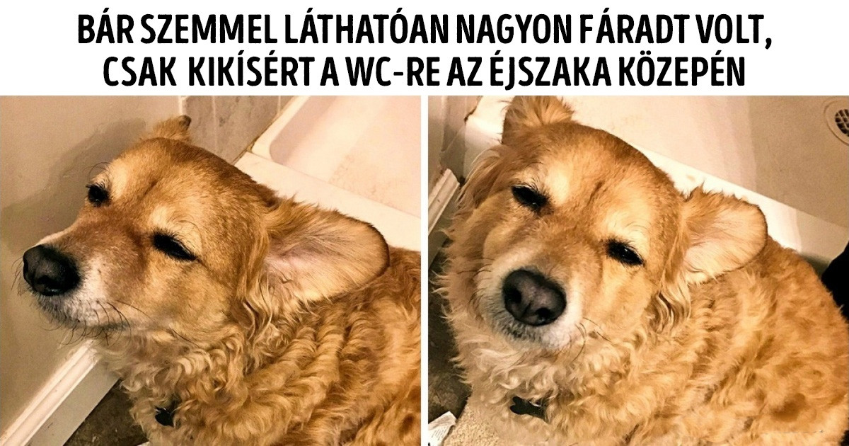 20 fotó olyan emberektől, akik jól ismerik az őszinte szeretet jelentését
