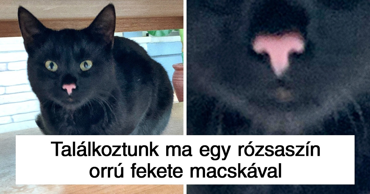 20 állat, aki különleges bónuszt kapott az anyatermészettől