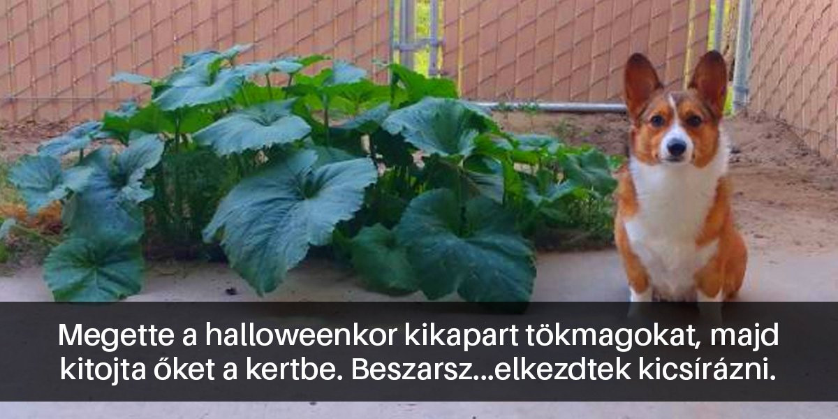 16 kutyás Snapchat-üzenet, ami kétségkívül jobb hellyé tette az internetet