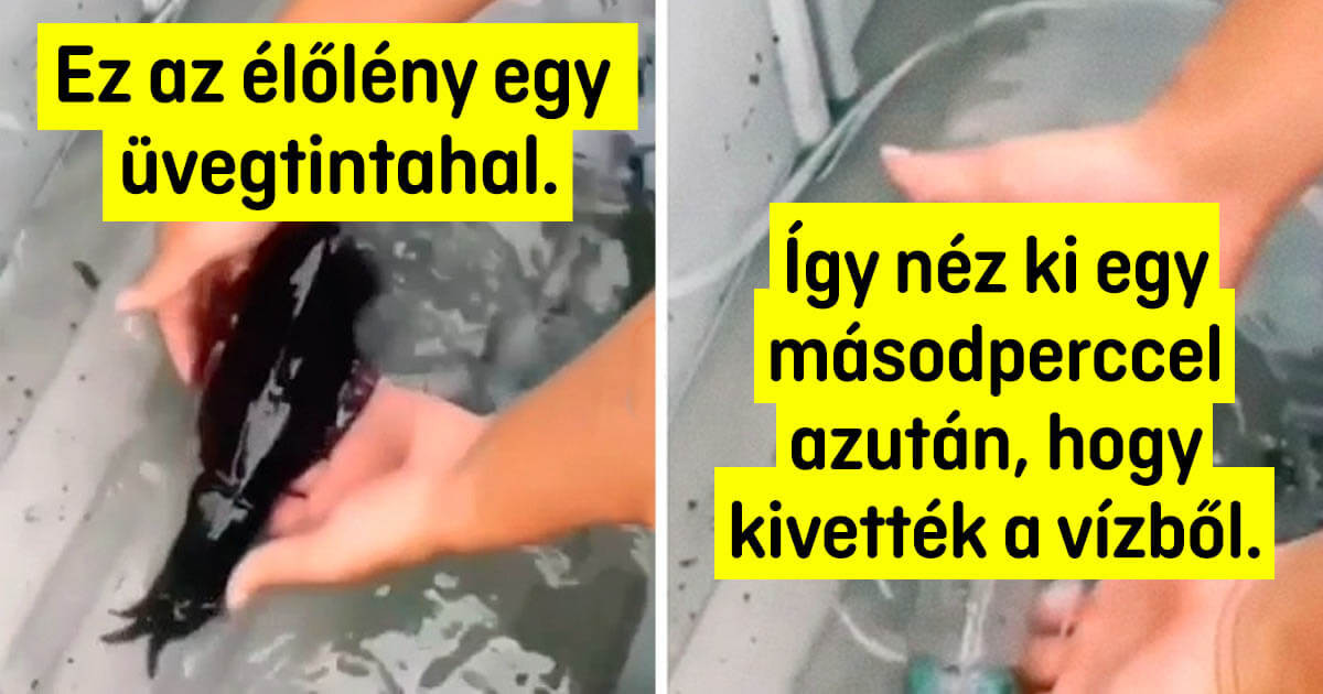 15 különleges élőlény, amikben egyértelműen van legalább egy űrlényektől származó DNS