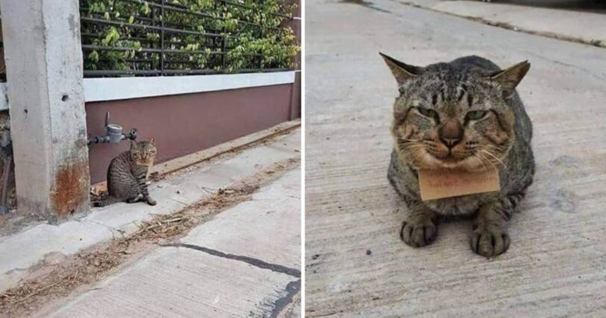 Egy macska 3 napra elment otthonról, majd egy cetlivel és tartozással tért haza