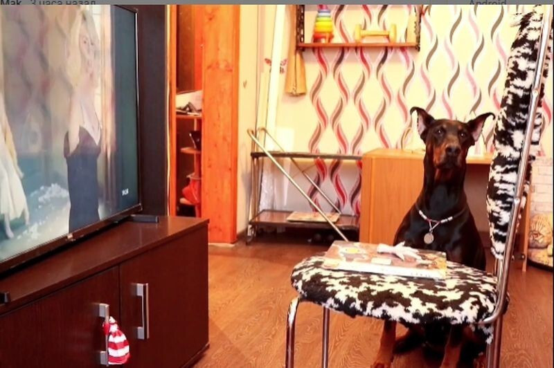 Leleményes dobermann és naiv gazdi