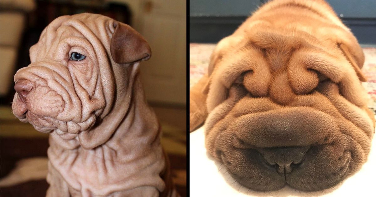 15 Shar Pei kutya, akik bebizonyították, hogy a ráncos bőr is lehet imádnivaló