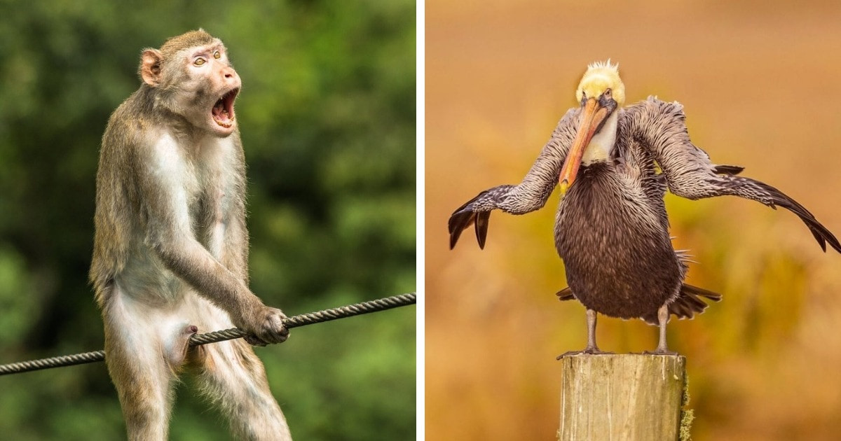 Bemutatták a Comedy Wildlife fotóverseny döntőseit, 2021 legviccesebb állatos fotóit