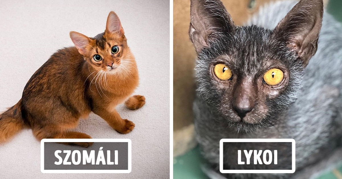 18 különleges macskafajta, amiről jó eséllyel még sosem hallottál