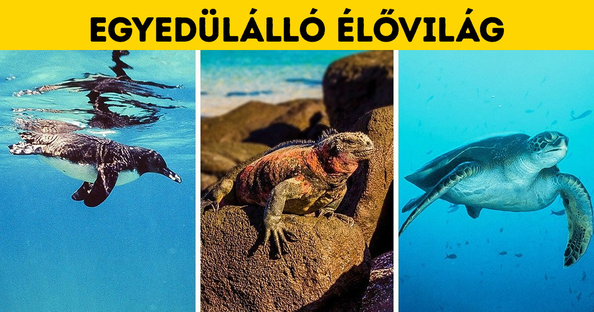 12 ok, amiért a Galápagos-szigeteket elvarázsolt szigeteknek tekintik