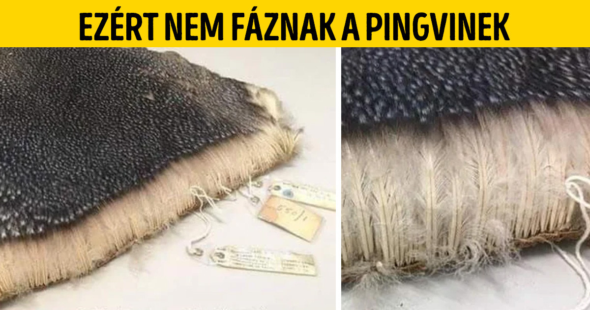21 kép és videó, amiből többet tanulhatunk, mint bármelyik iskolai tankönyvből