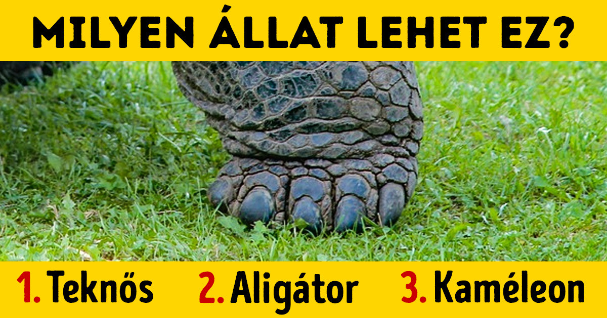 Kitalálod, hogy milyen állat van a képen, pusztán a lába alapján?