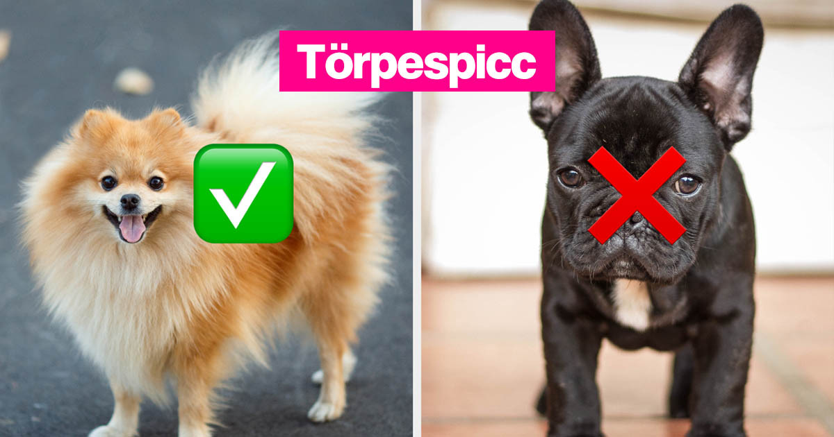 Te tényleg egy vérbeli kutyás ember vagy, ha képes vagy legalább 10/17 fajtát megnevezni ezek közül