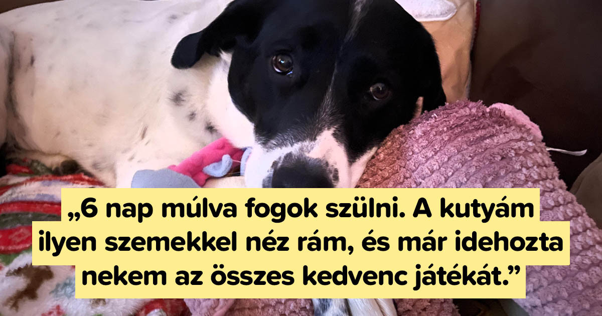 18 bizonyíték rá, hogy ezen a világon nincs gyengédebb és erősebb egy kutya szereteténél