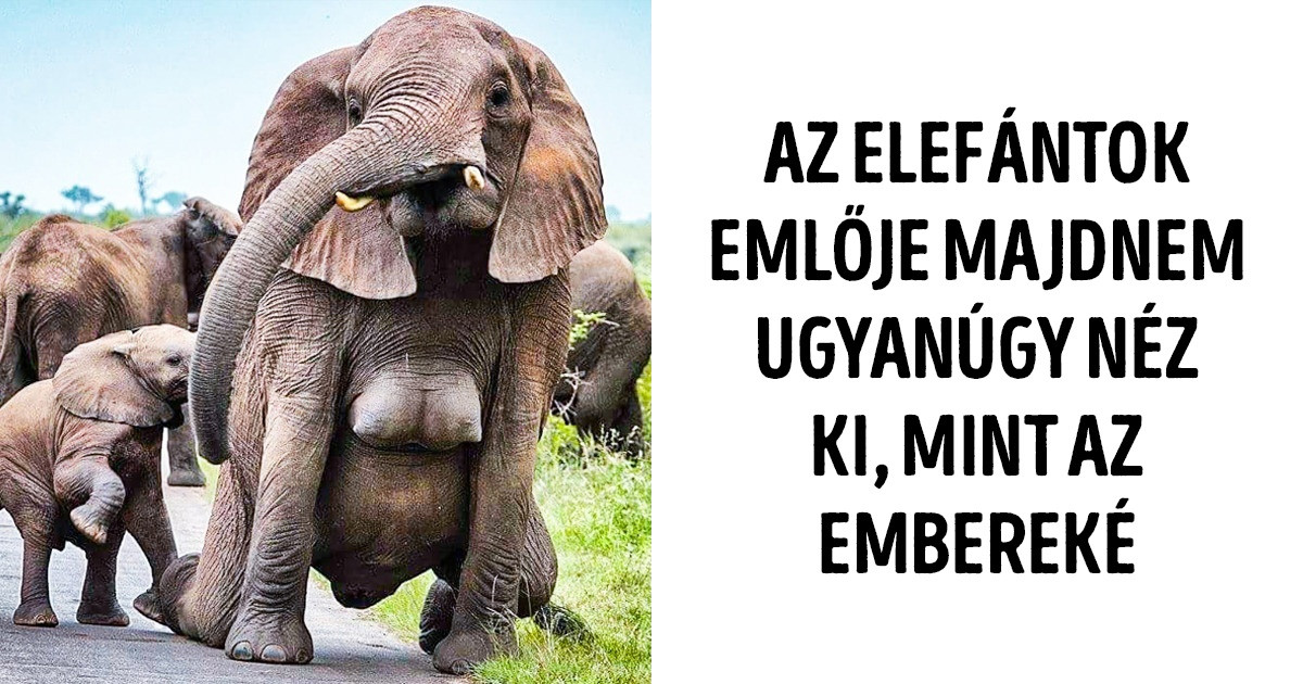 20+ meglepő tény és igazság, ami egész életünkben az orrunk előtt volt, mégsem vettük észre