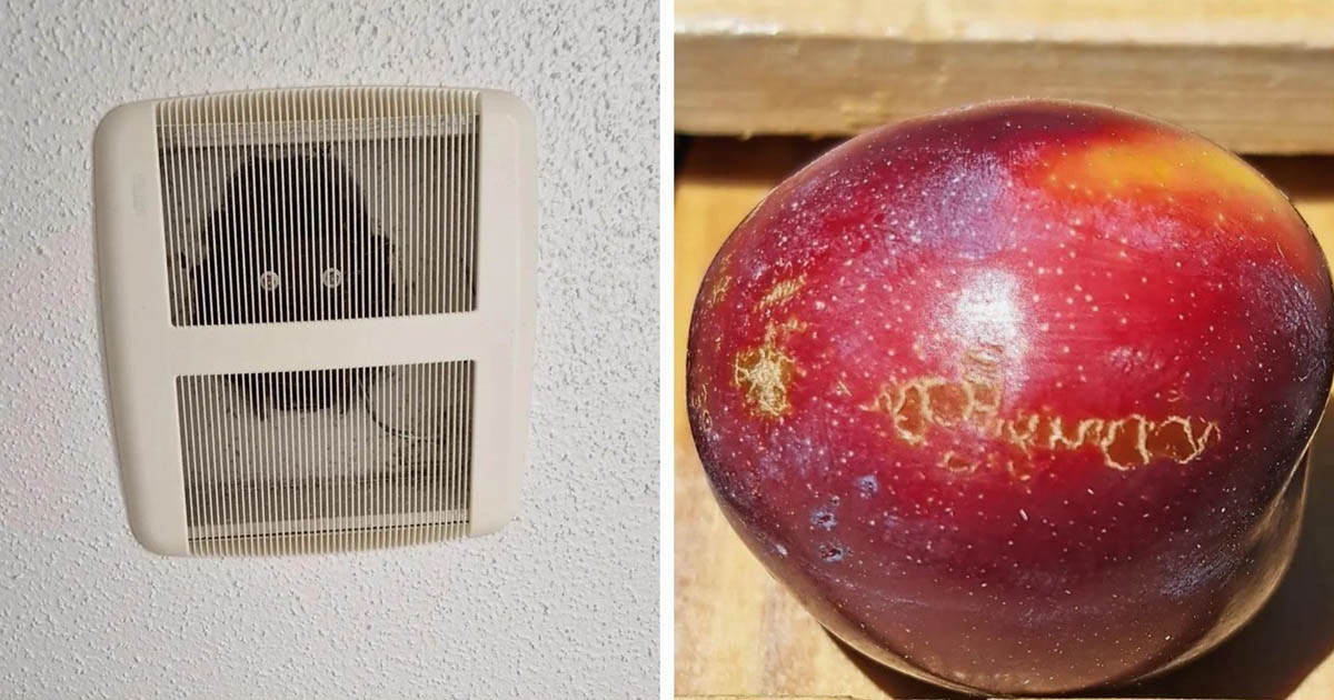 22 különös lelet, amely dacol a természet és a világ törvényeivel