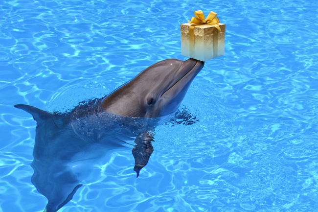 Delfin ajándék