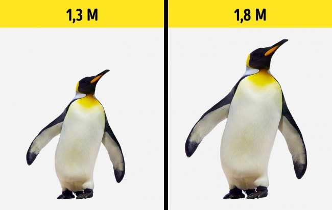 Pingvinméretek