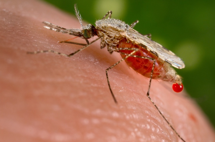 Malária halálos