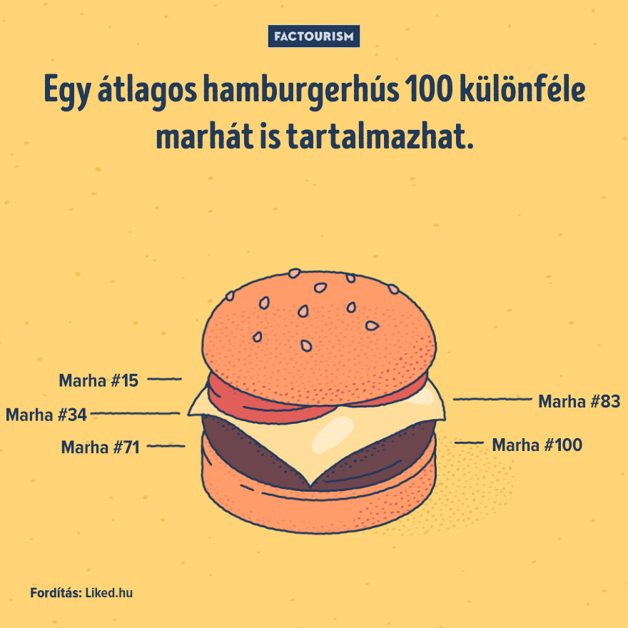 Hamburgerhus 100 kulonfele marha