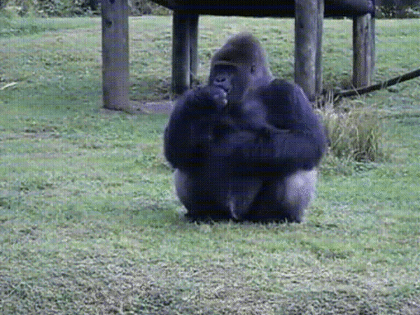 Jelnyelven mutogato gorilla