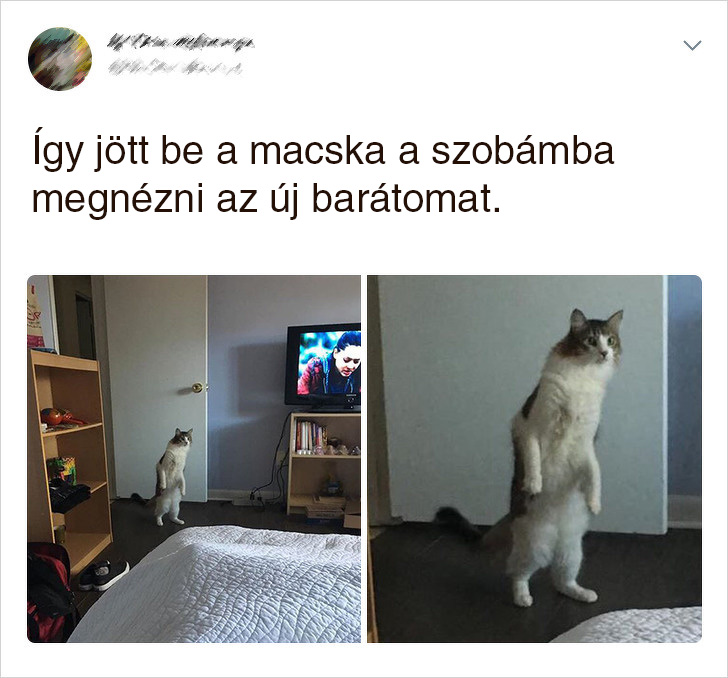 Macska a szobaban