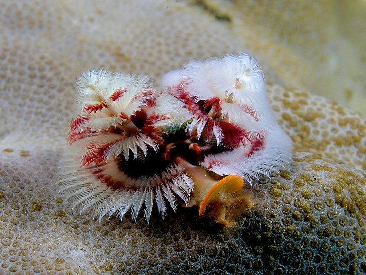 8264115 1280px Spirobranchus giganteus Red and white christmas tree worm 1565857333 728 b096b0f1d9 1566299240