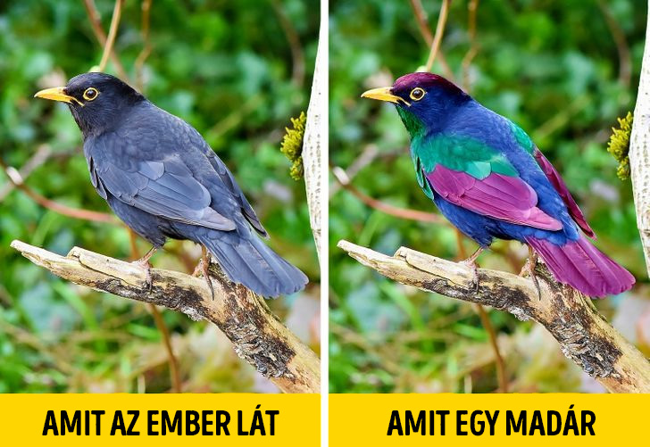 Amit ember vs madár lát