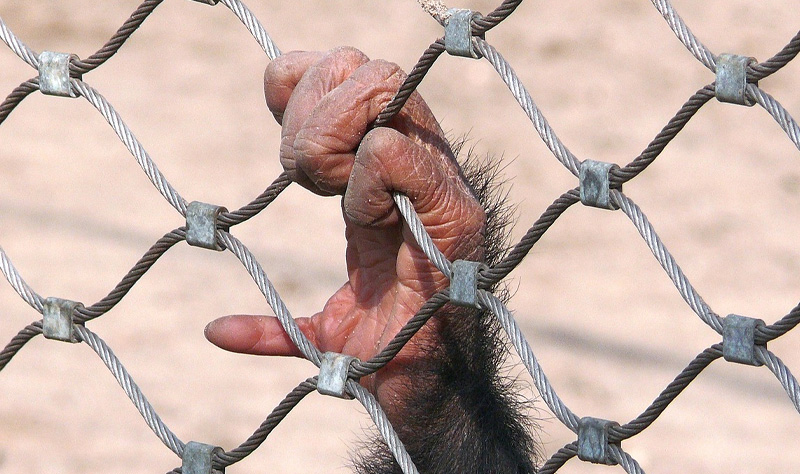 Csimpanzkez