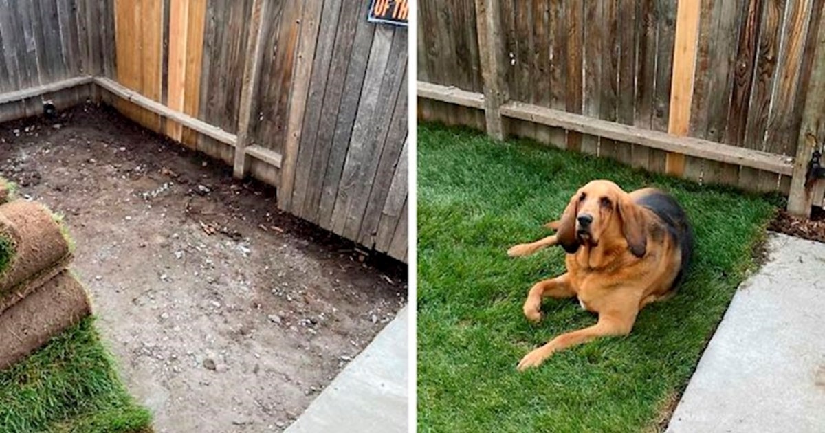 Kutya saját kertje