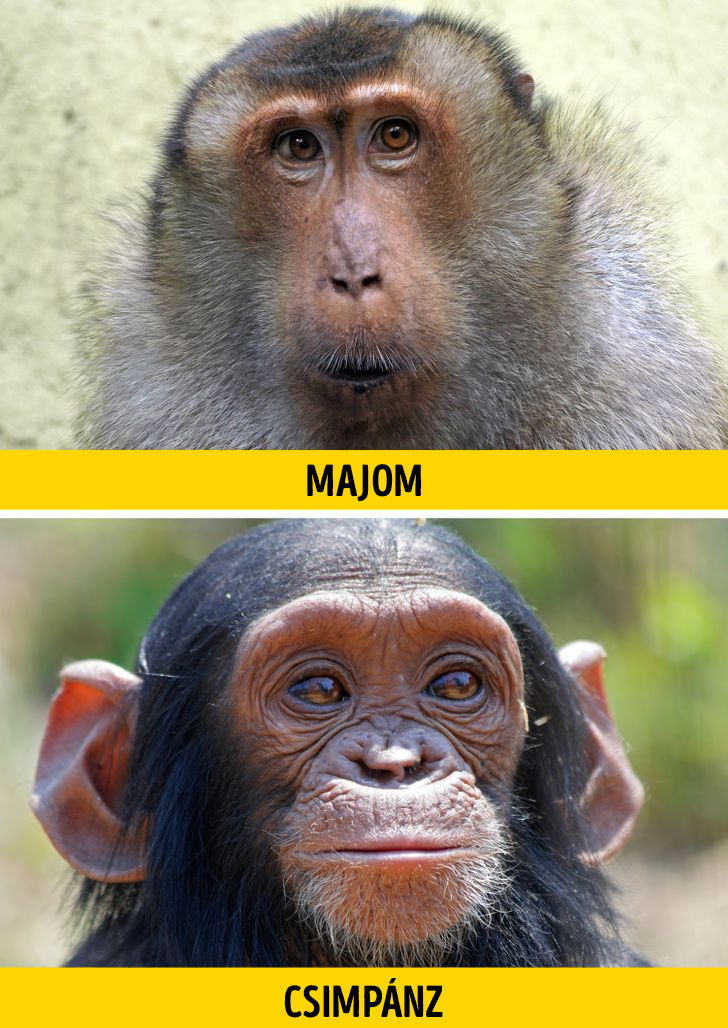 Majom vagy csimpanz