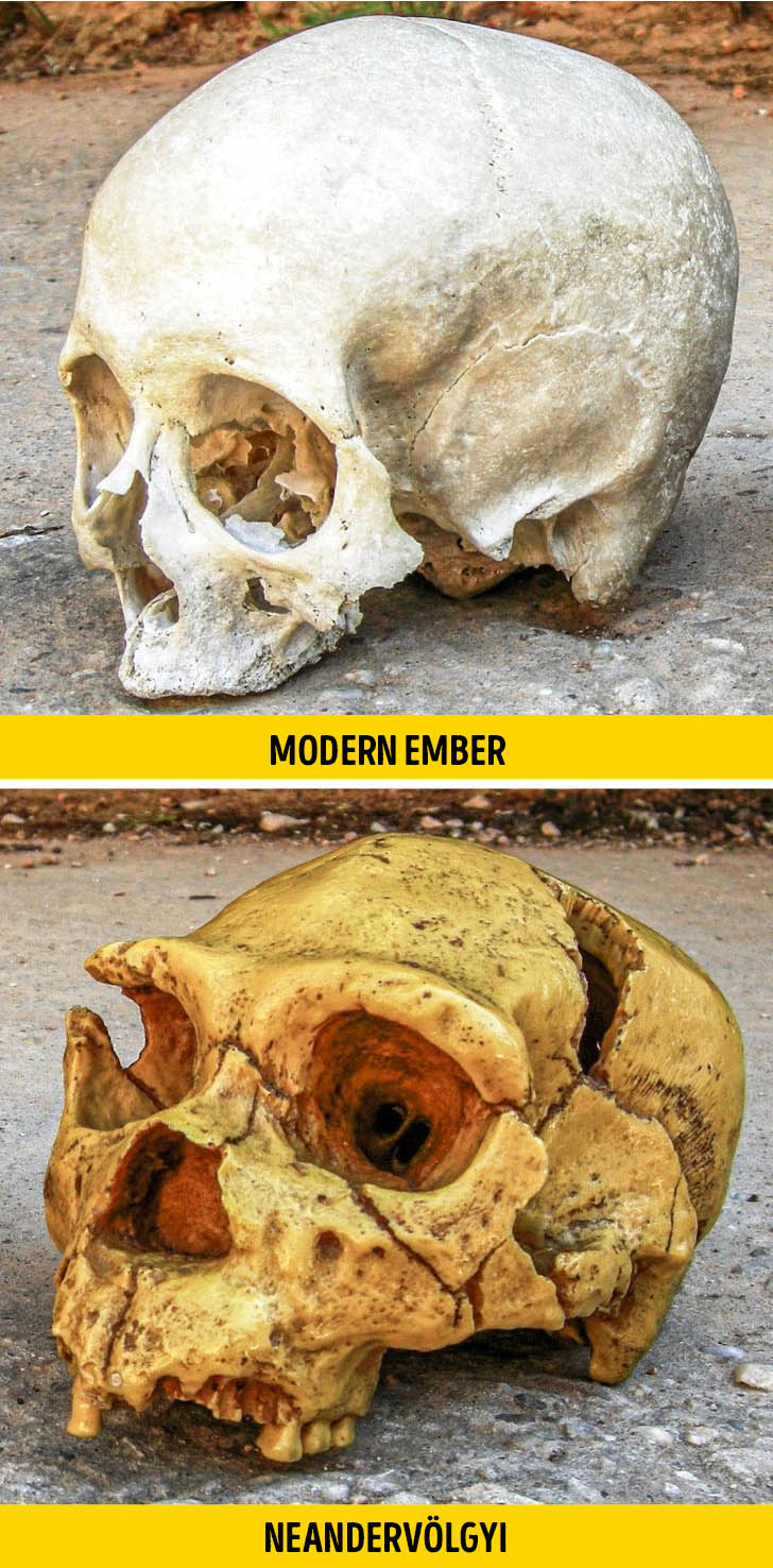 Neandervolgyi agy