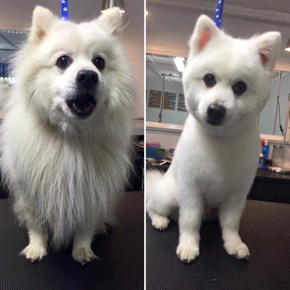 1624950562 my dog after a proffessional cut before and after