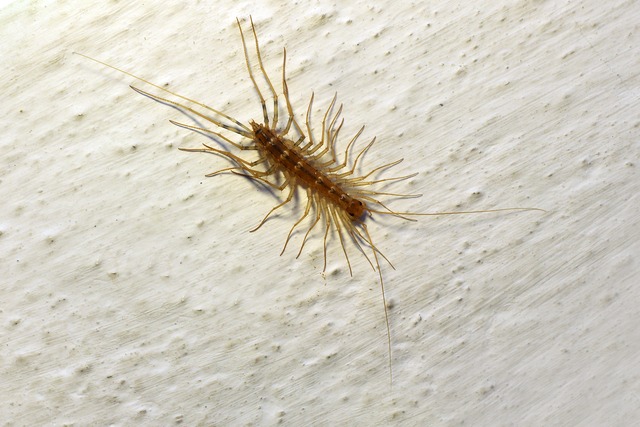House centipede Scutigera coleoptrata on the wall.tif