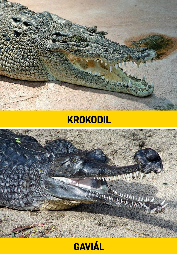 Krokodil es gavial