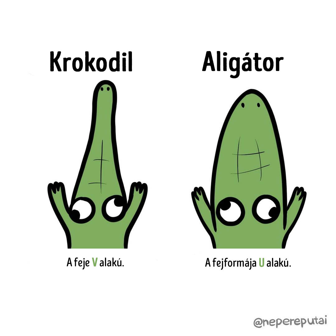 Krokodil vs aligator