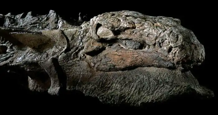 Dinoszauruszok történelem régészet 035
