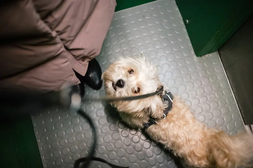 Kutya a liftben