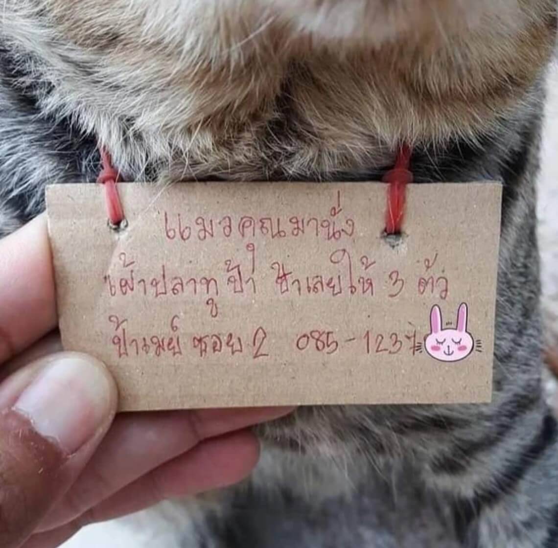 Thaiföldi macska