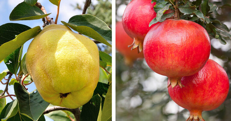 Felismered ezeket a gyümölcsöket, amikor még a fán vannak?