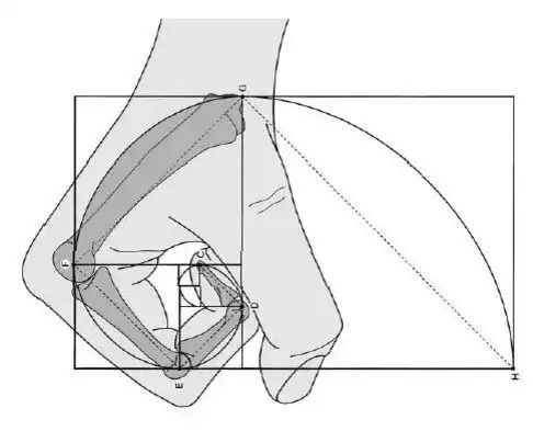 Miért a 1618 a legfontosabb szám az Univerzumban és miért hívják „Isten számának” aranymetszés, arányok, Fibonacci-számok, galéria, geometria, Leonardo da Vinci, matematika, művészet, spirál, természet, zene