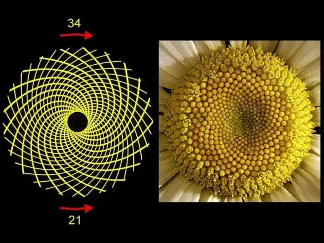 Miért a 1618 a legfontosabb szám az Univerzumban és miért hívják „Isten számának” aranymetszés, arányok, Fibonacci-számok, galéria, geometria, Leonardo da Vinci, matematika, művészet, spirál, természet, zene