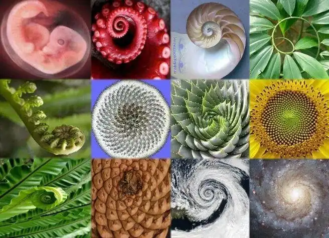 Miért a 1618 a legfontosabb szám az Univerzumban és miért hívják „Isten számának” aranymetszés, arányok, Fibonacci-számok, galéria, geometria, Leonardo da Vinci, matematika, művészet, spirál, természet, zene