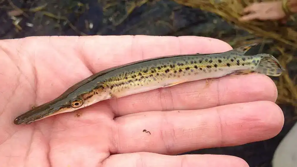 Aligátorhal: Az amerikai folyók szörnyhala. Még a krokodilok sem mernek vele ujjat húzni, és a páncélját késsel sem lehet átütni aligátorcsuka, aligátorhal, evolúció, ősi hal, páncélos pikkelyek, ragadozó, túlélés