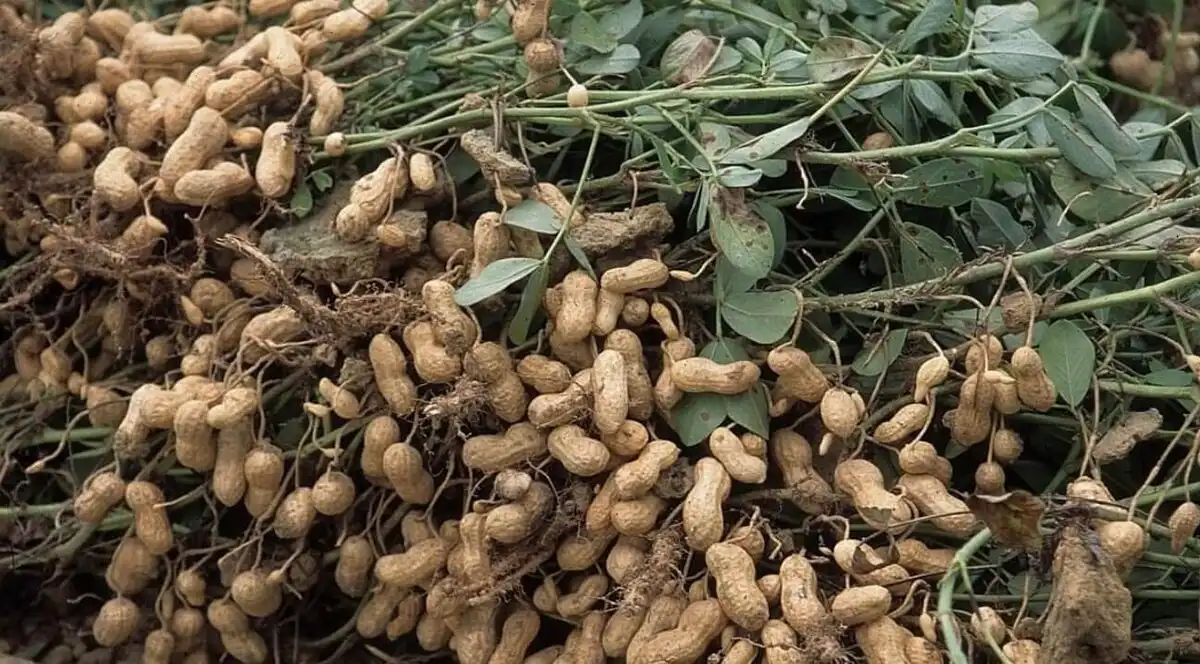 Miért népszerű a mogyoróvaj az Egyesült Államokban, de Magyarországon nem? allergia, amerikai reggeli, B-vitaminok, egészséges étel, érelmeszesedés, fehérjeforrás, földimogyorókrém, mogyoróvaj, mogyoróvaj története, súlykontroll