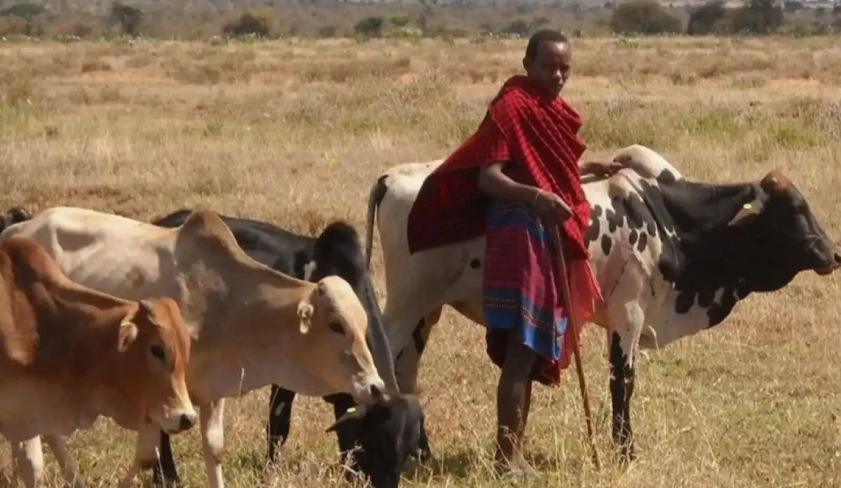 A 10 legvadabb afrikai hagyomány, amely ma is létezik afrika, afrikai törzsek, busmanok, csevák, hagyományok, hamarok, Kultúra, maszájok, szokások, vodaabék