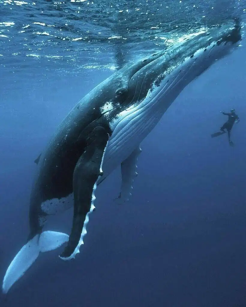 14 fotó, amik megmutatják, hogy mi az a megalofóbia – a nagy tárgyaktól való félelem extrém méretek, félelem, fóbiák, fotóválogatás, gigantikus gépek, lenyűgöző építmények, Megalofóbia, nagy méretek, óriási tárgyak, szorongás