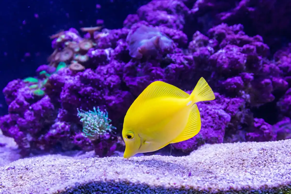 A 7 legnagyobb óceáni rejtély, amit a tudósok nem tudnak megmagyarázni biolumineszcencia, Föld vize eredete, galéria, kardszárnyú delfin, megmagyarázhatatlan jelenségek, óceán rejtélyei, óceáni hangok, óceáni műanyagszennyezés, tengerbiológia, tengerfenék kutatás, Yonaguni emlékmű