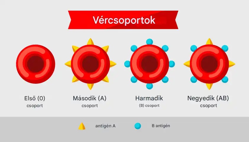 Az „arany vérű” emberek, kevesebb mint 50-en vannak a bolygón. Miért különlegesek, és hogyan élnek a Föld legritkább vérű emberei? anémia, aranyvér, egészség, genetika, mutáció, Rh-faktor, ritkaság, terhesség, véradás, vércsoport