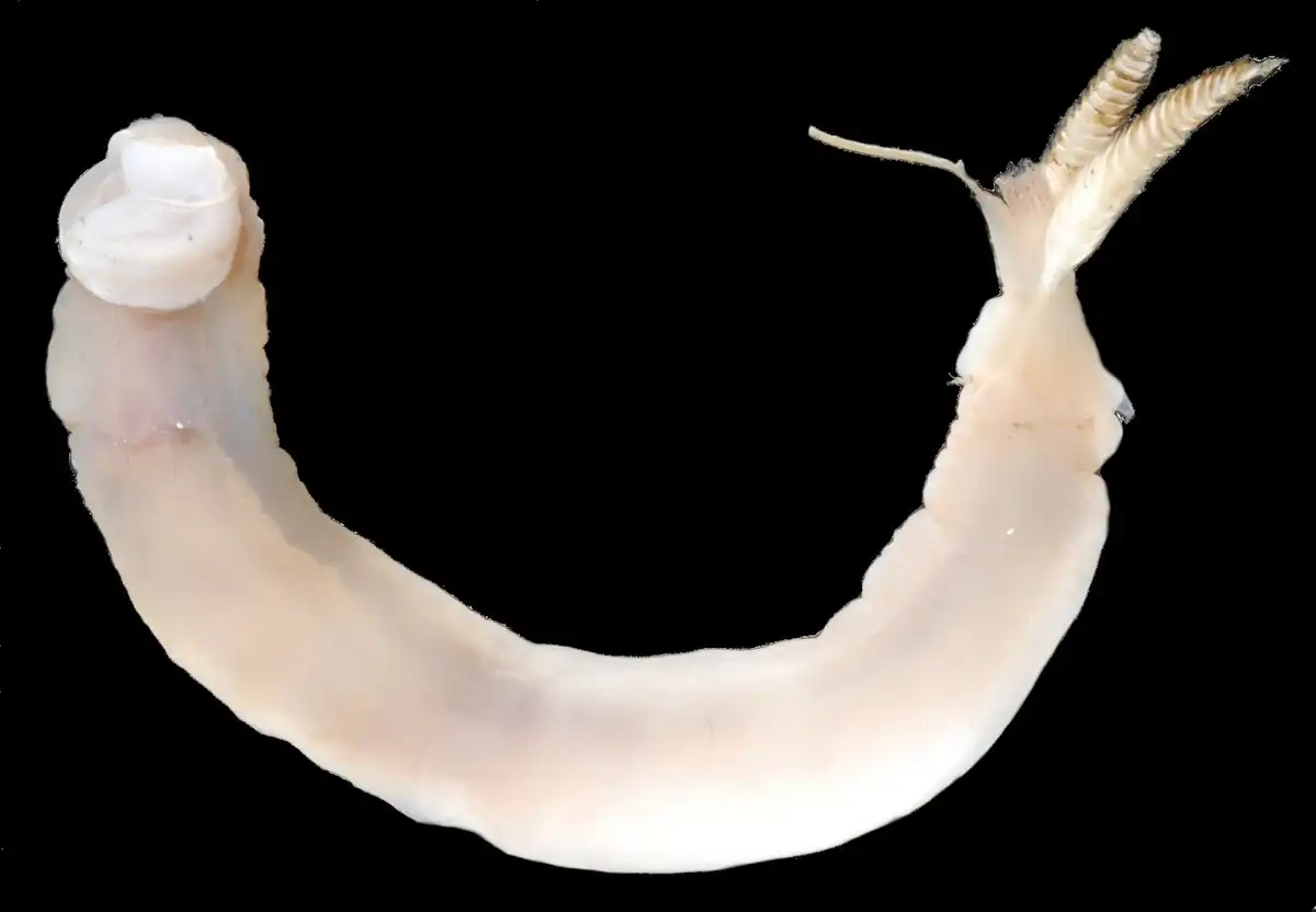 Hajóférgek: egy tengerész rémálma, amik útközben megeszik a hajót Állatvilág, Biomimikri, gasztronómia, hajózás, Invázió, klíma, Mérnökség, tenger, természet, történelem